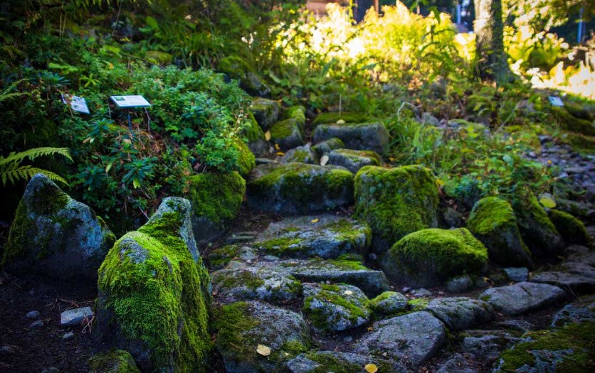Górski Ogród Botaniczny W Zakopanem Im. Mariana Raciborskiego Polskiej Akademii Nauk, Poland